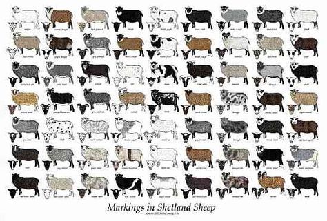 Guide to Shetland Sheep. Who would love to see a Shetland yarn from Bare Naked Wools?! (me!) Types Of Sheep, Jacob Sheep, Baa Baa Black Sheep, Shetland Sheep, Sheep Breeds, Sheep Art, Counting Sheep, Sheep Farm, Sheep And Lamb