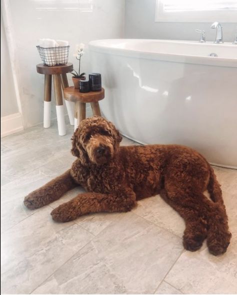 Labradoodle Teddy Bear Cut, Standard Poodle Teddy Bear, Chocolate Goldendoodle, Brown Labradoodle, Teddy Bear Poodle, Chocolate Labradoodle, Goldendoodle Grooming, Standard Goldendoodle, Labradoodle Goldendoodle