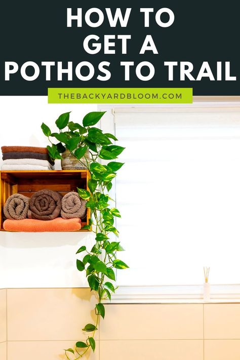 How To Get A Pothos To Trail Pathos Hanging Ideas, Pothos Plant Hanging, Plants With Long Vines, How To Get Pothos To Vine, Pothos Shower Plant, Hanging Pothos Plants Indoor, Large Pothos Plant, Pothos Trailing Ideas, Pothos Vine Ideas