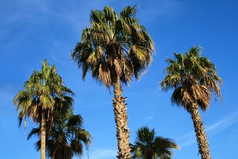 The main parts of a palm tree are the stem or trunk, leaves, roots, flowers and fruits. Palm leaves grow only at the top of the stems, and plants may be single-stemmed or multistemmed. Mexican Palm Tree, Livistona Chinensis, Needle Palm, Palm Trees For Sale, Windmill Palm, Foxtail Palm, European Fan Palm, Mexican Fan Palm, Canary Island Date Palm