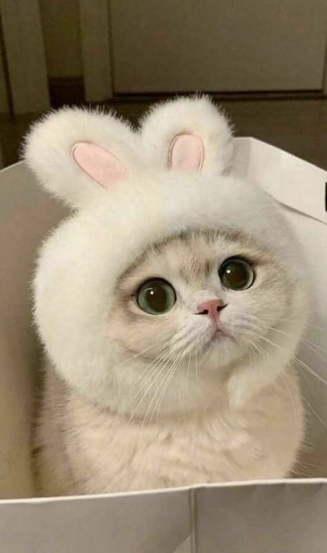 Cute Cats Dressed Up, Cat Profile Picture Aesthetic, Cute Cats Pics, Cute Cat Pfps, White Fluffy Cat, Cats Stickers, Cats Pics, Cat Dressed Up, Cute Home Screen