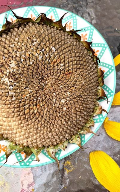 Sunflower Head Recipe, Roasted Sunflower Head, Grilled Sunflower Head, Grilled Sunflower Head Recipe, Sunflowers For Chickens, Black Eyed Susan Medicinal Uses, Eating Sunflower Head, Sunflower Heads, Food Sides