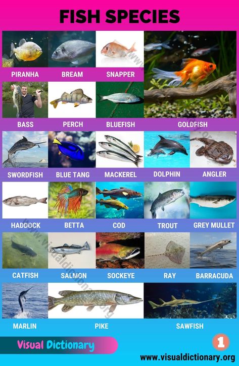 Types of Fish: Interesting List of 50 Different Fish Species around the World Fish Infographic, Names Of Birds, Fish Chart, Animals Name In English, Vertebrates And Invertebrates, Animal Classification, Visual Dictionary, Save The Whales, Different Fish