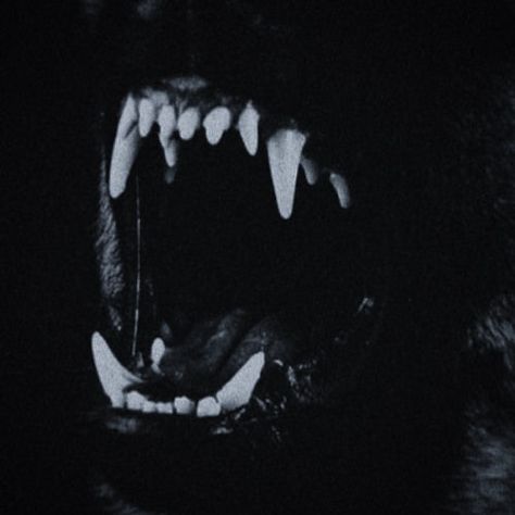 Teeth Aesthetic, Werewolf Aesthetic, Scary Dogs, Bad Dog, Dog Teeth, The Wolf, Skyrim, Doberman, An Animal