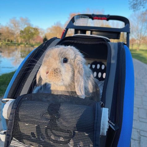 The Ideal City Pet Stroller: The Travois Tri-Fold Rabbit Stroller Carrier System is specifically designed for the fast-paced city life. It is ideal for small dogs, cats, and bunnies who want to accompany their pawrent to see the sights around town. Rabbit Accessories Pet, Rabbit Stroller, Bunny Stroller, Bunny Carrier, Rabbit Carrier, Cats And Bunnies, Cats And Rabbits, Rabbit Stuff, Cat Stroller