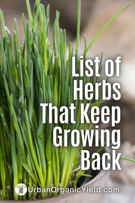 How To Make A Herb Garden, Growing Your Own Herbs, Growing Herbs In Small Spaces, Herb Gardens In Pots, Herb Garden Outdoor Design Landscapes, Best Herbs To Grow Outdoors, Herbs You Can Grow Inside, Vegetables In Containers, Herbs To Grow At Home