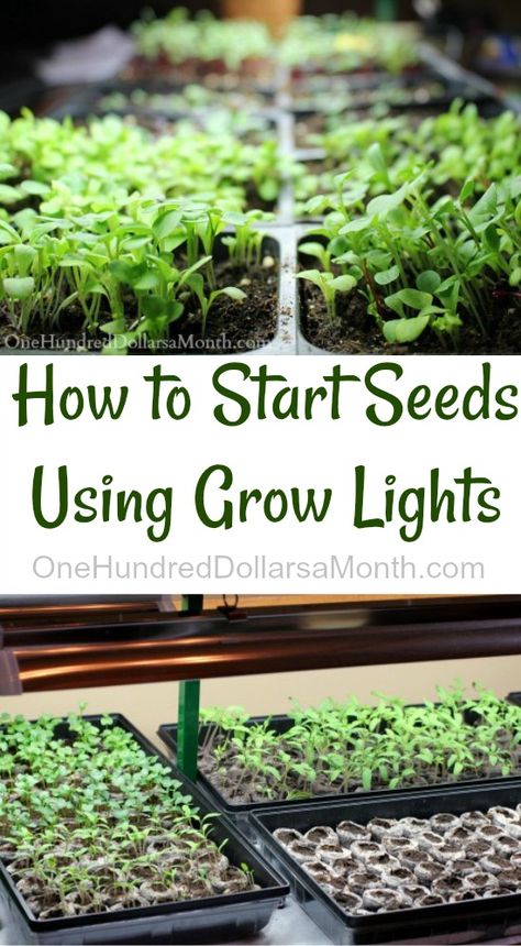 How to Start Seeds Using Grow Lights - One Hundred Dollars a Month Garden Prep, Growing Tomatoes Indoors, Indoor Vegetables, Tomato Farming, Winter Gardening, Growing Tomatoes In Containers, Tomato Seedlings, Grow Tomatoes, Greenhouse Ideas