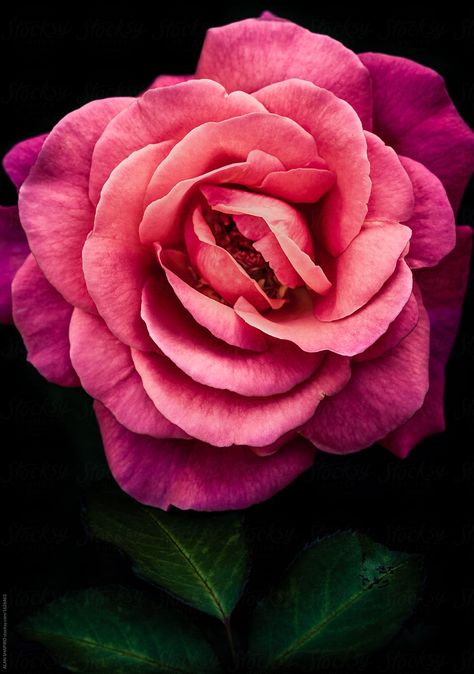 Single Flower Picture, Sasuke And Itachi Wallpaper, Itachi Wallpaper, Ring Around The Rosie, Rosé Close Up, Flower Reference, Single Flowers, Sasuke And Itachi, Rose Photography