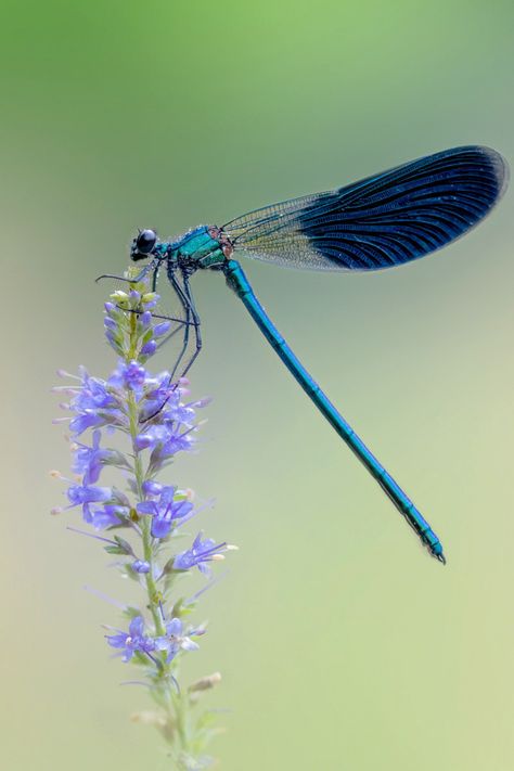 Dragonfly Photos Photography, Giant Dragonfly, Dragonfly Artwork, Dragonfly Images, Dragonfly Photography, Dragonfly Photos, Dragon Fly Craft, Dragonfly Painting, Wildflower Photo