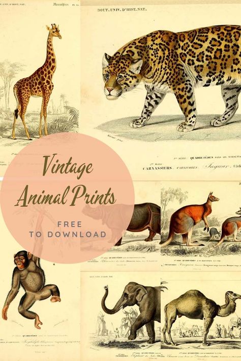 A stunning collection of Victorian vintage animal prints free to download. All illustrations are from the Dictionnaire Universel D'histoire Naturelle. #naturalhistory #animalpaintings Animal Free Printables, Vintage Animal Prints, Wild Cat Species, Animal Printables, Cat Species, Picture Boxes, Vintage Rabbit, Indian Elephant, Victorian Vintage