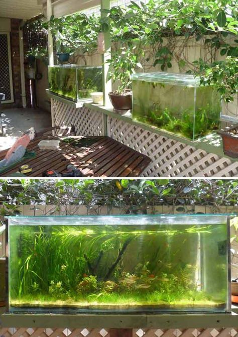 Outdoor Fish Tank Ideas, Backyard Aquarium, Garden Fish Pond, Outdoor Fish Tank, Outdoor Aquarium, Outdoor Fish Ponds, Taman Air, Floating Garden, Garden Ponds