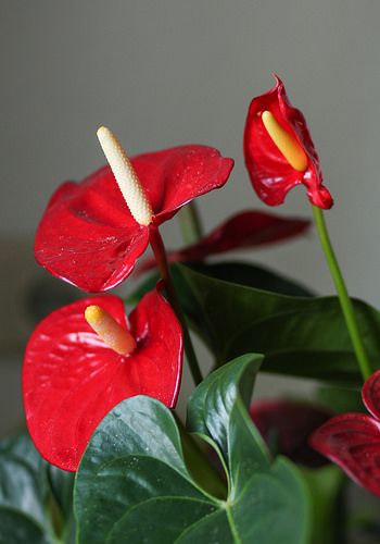 Flamingo Lily, Big Green Leaves, Anthurium Care, Flamingo Plant, Lily Care, Anthurium Flower, Spider Plants, House Plant Care, House Plants Indoor