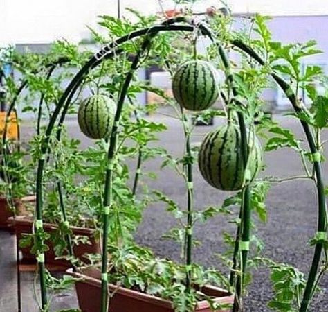 How to grow watermelons in containers | My desired home Reban Ayam, Growing In Pots, Plant Garlic, Plantarea Legumelor, نباتات منزلية, Backyard Vegetable Gardens, Have Inspiration, Home Vegetable Garden, Kraf Diy