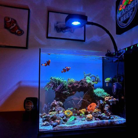 Small Home Aquarium, Salt Water Aquarium Ideas Design Home, Small Saltwater Aquarium, Salt Water Fish Tank Ideas, Salt Water Aquarium Ideas, Bedroom Fish Tank, At Home Aquarium, 10 Gallon Fish Tank Ideas, Salt Water Tanks