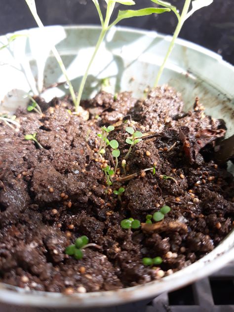 I hope these are strawberries seedlings instead of weed Strawberry Seedlings, Home Flowers, Garden Diy, Horticulture, Strawberries, Landscaping, Roses, I Hope, Plants