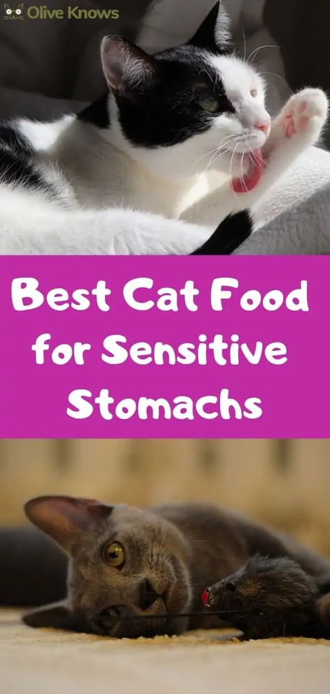 Best Cat Food For Indoor Cats, Cat Treats Recipes, Food For Sensitive Stomach, Homemade Cat Treats, Cat Food Recipe, Diy Cat Food, Raw Cat Food, Getting A Cat, Cat Food Recipes