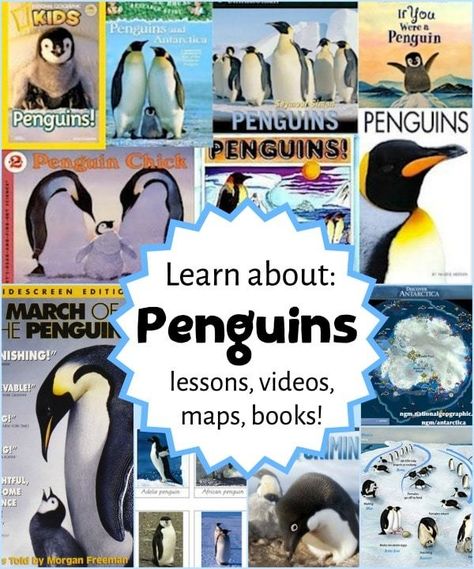 Penguins Kindergarten, Penguin Research, Project Based Learning Elementary, Project Based Learning Kindergarten, Penguins Project, Learning Kindergarten, Penguin Activities, Animal Lessons, Teacher Projects