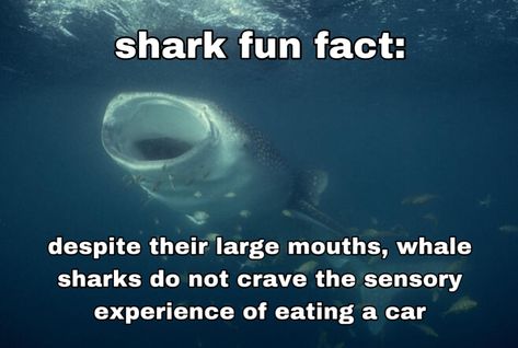 Silly Whale Shark, Whale Shark Wednesday, Shark Wednesday, Shark Fun Facts, Whale Shark Cute, Whale Shark Facts, Silly Shark, Silly Sharks, Shark Wallpaper