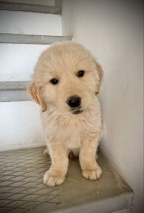 8 weeks old golden retriever puppy English Cream Golden Retriever Puppy, English Cream Golden Retriever, Golden Retriever Light Color, Old Golden Retriever, Golden Retriever Sitting, Golden Retriever 8 Weeks Old, Golden Retriever Puppy, Retriever Puppy, Golden Retriever