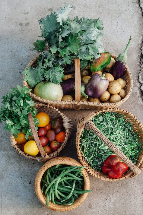 Basket Aesthetic, Meals On Wheels, Harvest Basket, Healing Recipes, Pregnancy Nutrition, Vegetable Basket, Holistic Nutrition, Healing Herbs, Womens Wellness