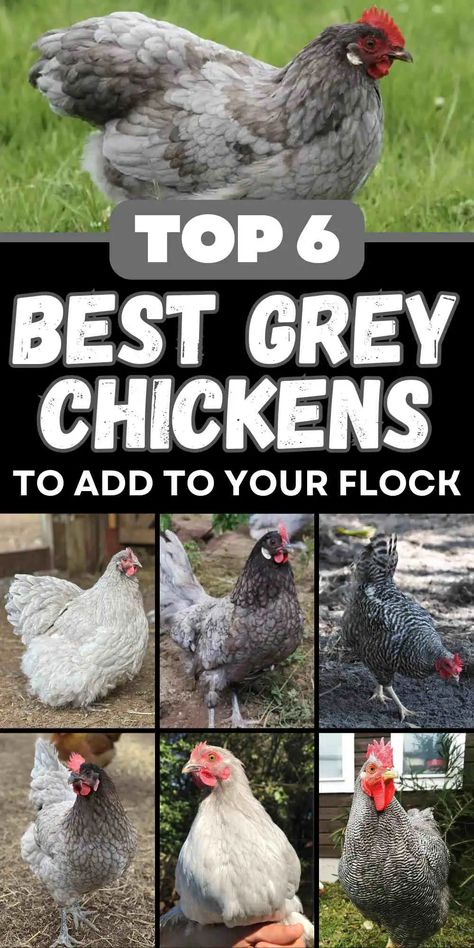 Top 6 Grey Chicken Breeds (with Pictures) Chicken Breeds With Pictures, Pekin Chicken, Chickens Breeds, Lavender Chicken, Australorp Chicken, Bantam Chicken Breeds, Cochin Chickens, Plymouth Rock Chicken, Blue Chicken