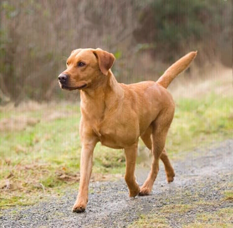 Ginger Labrador, Hunting Puppies, Redfox Labrador Puppy, Fox Labrador Retriever, Fox Labrador, Red Fox Labrador, Fox Red Labrador Puppy, Fox Red Lab, Labrador Running