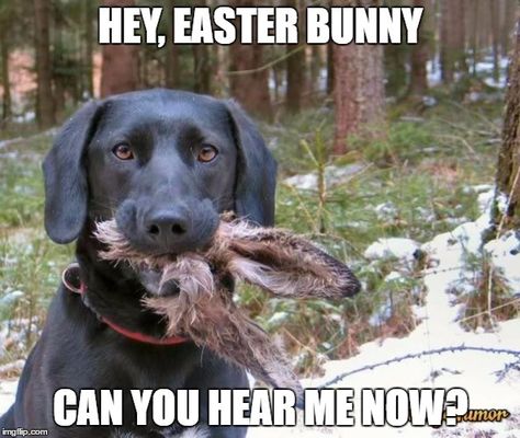 Funny Greek Easter Memes Easter Memes, Happy Easter Funny, Resurrection Day, Funny Pictures With Captions, Easter Humor, Seriously Funny, Funny Happy, Animal Memes, Funny Laugh