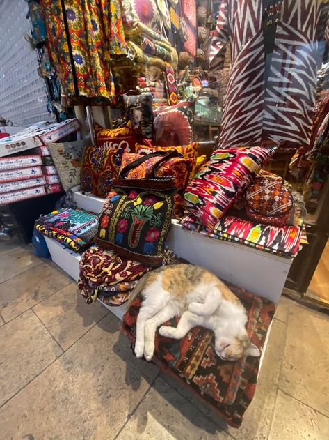 Cat Cafes, Bookstore Cats, Shop Keeper, Turkey Places, Grand Bazaar Istanbul, Turkey Photos, Pet Stairs, Cozy Cat, Istanbul Travel