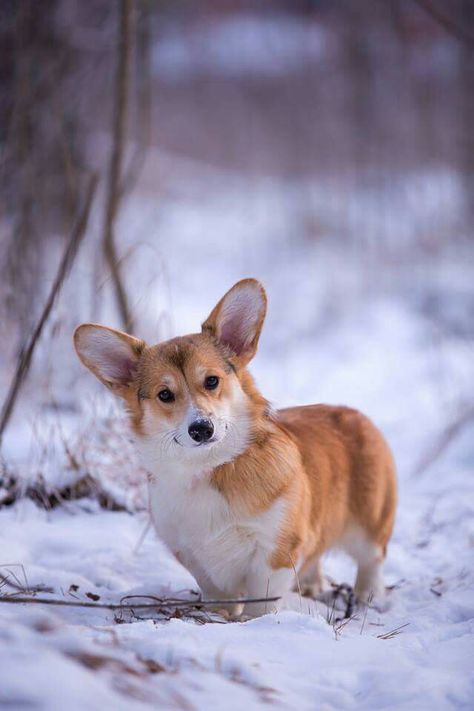 Corgi Photography, Corgi Sploot, Cute Corgi Puppy, Corgi Pictures, 강아지 그림, Corgi Puppy, Dog Rules, Cute Corgi, Pet Life