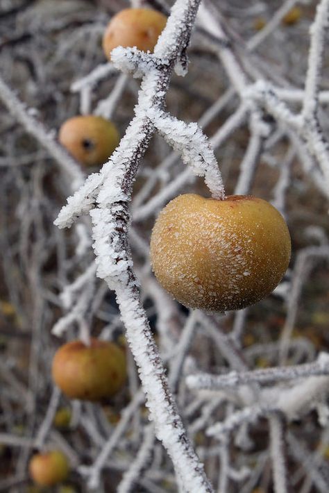 Old Apple Tree, Frost Flowers, Morning Frost, Dead Leaves, Wild Apple, Months Of The Year, Fruit Garden, Apple Tree, Winter Is Coming