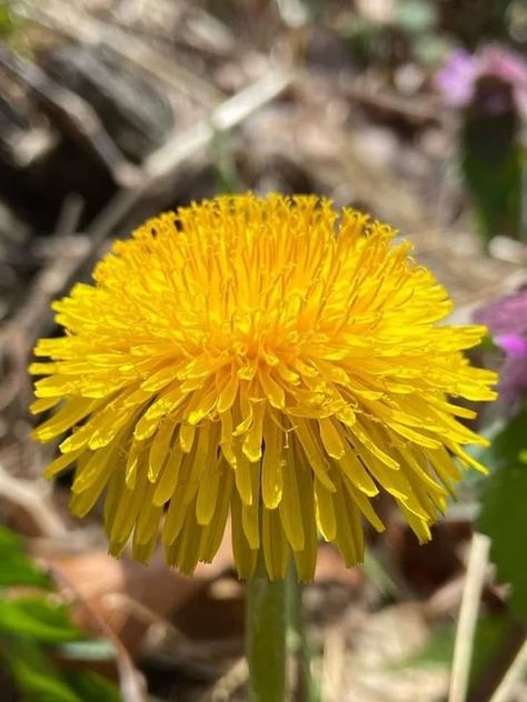 Pink Pampas Grass, Small Purple Flowers, Sun Moon And Stars, The Dandelion, Best Perennials, Cauliflower Salad, Healthy Lawn, Seed Germination, Art Science