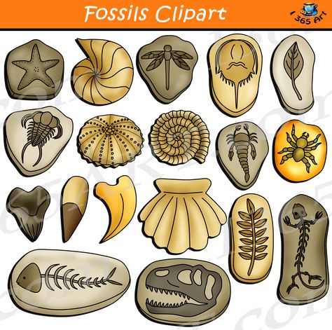 Fossils Clipart Download Earth Science - Clipart 4 School  Fossils clipart set contains various fossils found in nature! This set is perfect for teaching your students about Earth sciences! School clipart perfect for use in brochures, story books, restaurant menus, food and cooking projects, classroom assignments and scrapbooking projects.  #fossils #earthscience #clipart #scrapbooking #schoolclipart Fossils Drawing, Reduce Reuse Recycle Projects, Fossil Drawing, Fossil Rocks, Diy Fossils, Drawing Easy For Kids, Fossils Activities, Fossil Dinosaur, Fossil Art