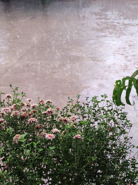 #flower #summer #rain #aesthetic Summer Rain Aesthetic, April Rain, Rain Aesthetic, Seasons Months, Rain Wallpapers, No Rain No Flowers, Cold Spring, Spring Rain, Summer Rain