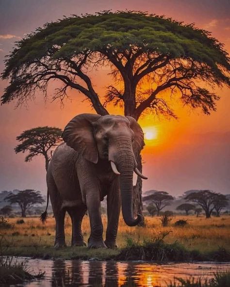 Africa Nature, Elephant Photography, African Jungle, Regnul Animal, Elephant Pictures, Amazing Animal Pictures, Wild Animals Pictures, Unusual Animals, Wildlife Photos