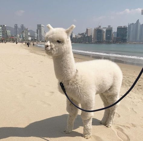 Llama, Alpaca, The Beach, White