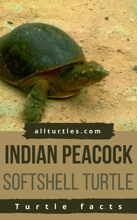 As a softshell turtle, the Indian peacock softshell turtle has a leathery shell that is soft to touch. The Indian peacock softshell turtle isn’t usually kept as pets, however, on very rare occasions, you may come across a pet peacock softshell turtles. In their native India, while they are illegal to keep, however, several Indian peacock softshell turtles are maintained in temple tanks and ponds. Pet Peacock, Softshell Turtle, Types Of Turtles, Turtle Facts, Indian Peacock, Rare Occasions, Ponds, Turtles, Very Rare