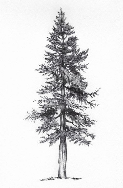 Pine Tattoo, Tree Sleeve, Pine Tree Drawing, 숲 사진, Tree Drawings, Tatuagem Masculina Pequena, Pine Tree Painting, Tree Sketch, Animal Tattoo Ideas