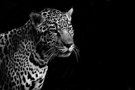 Jaguar | San Diego Zoo | Brenden Scott | Flickr Jaguar Wallpaper, Macbook Pro Wallpaper, Jaguar Animal, Surealism Art, Cute Wallpapers For Ipad, Cute Laptop Wallpaper, Animal Icon, Mac Wallpaper, San Diego Zoo