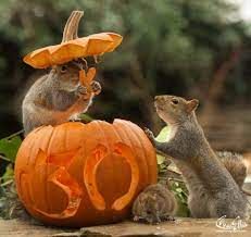 Halloween - Squirrels & Animals Background Wallpapers on Desktop Nexus (Image 2464547) Halloween Land, Animals Background, Squirrel Painting, Squirrel Pictures, Thanksgiving Wallpaper, Background Wallpapers, Incredible Creatures, Sunset Wallpaper, Desktop Backgrounds