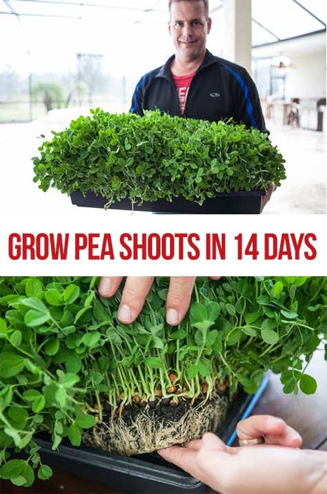 What you'll learn: Step by step, how to grow pea shoots What you MUST do to prevent dangerous contamination Why coconut coir, seedlings pads do not work for pea shoots Recipe for simple pea shoots stir fry… Pea Shoots Recipe, Microgreens Garden, Growing Peas, Growing Sprouts, Pea Shoots, Growing Microgreens, Hydroponic Growing, Veg Garden, Hydroponic Gardening