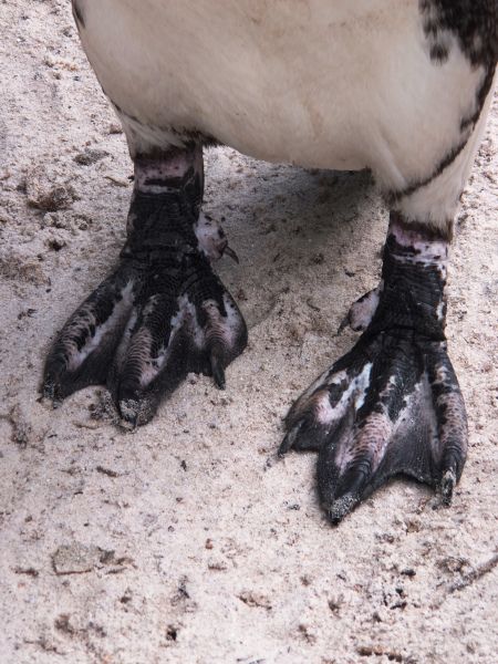 DSCF5861 Penguin Feet, African Penguin, Cape Town, Penguins, Cape, Fishing, Quick Saves