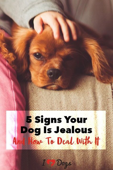 Who knew dogs could be so jelly? Pretty Puppies, Princess Pumpkin, Dog Behaviorist, Dog Training Classes, Pet Ideas, Dog Information, Dog Tips, Treat Recipes, Dog Bed Large