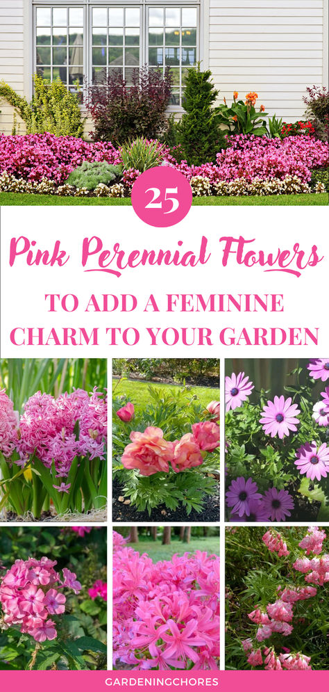 20 Breathtaking Pink Flowering Perennials for All the Seasons Pink Flower Garden Ideas, Pink Flowers Garden Landscapes, Pink Perennial Flowers, Pink Perrenials, Perennial Flowers That Bloom All Summer, Preannual Flowers, Pink Garden Ideas, Perineal Flowers, Pink Flower Bed