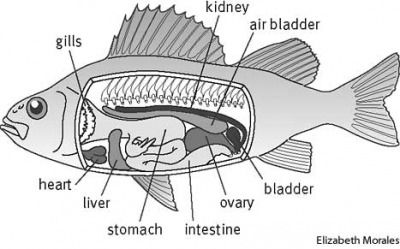 fish anatomy of a female bony fish Animals Live In Water, Fish Anatomy, Science Diagrams, Drawn Fish, Cold Blooded, Vampire Girls, Fish Illustration, Angler Fish, Fish Drawings