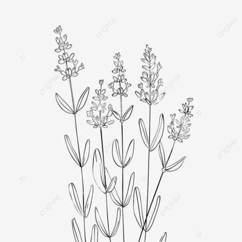 lavender plant flower one line art drawing simple minimalistic Line Art Drawing, One Line Art, Drawing Simple, Lavender Plant, Summer Png, Holiday Flyer, Plant Flower, Line Art Drawings, Art Drawings Simple