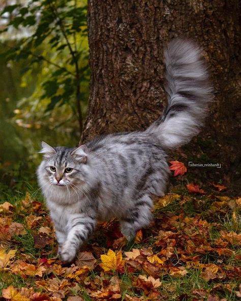 𝐑𝐞𝐢𝐧𝐡𝐚𝐫𝐝𝐭 🧶 on Instagram: “I can almost taste the weekend 👅 How's your week going so far? . . . #catsofinstagram #kittensofinstagram #siberiancat #siberianforestcat…” Siberian Reinhardt, Warrior Cats Honeyfern, Warrior Cats Leafstar, Warrior Cats Spottedleaf And Firestar, Warrior Cats Squirrelflight And Leafpool, Warrior Cats Leafpool And Crowfeather, Siberian Forest Cat, Cat Features, Adventure Cat