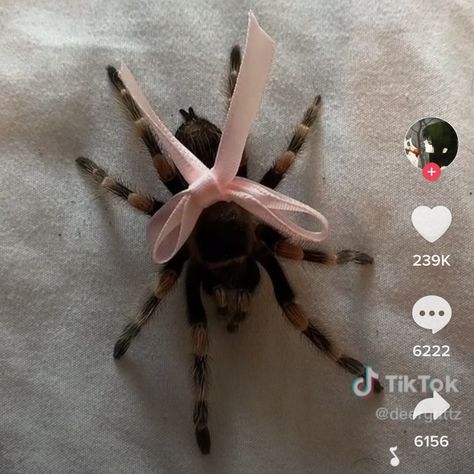 Coquette Spider, Pet Tarantula, Weird Girl, Vocaloid Funny, Spider Girl, Creepy Cute, Bugs, Art Inspiration, Quick Saves