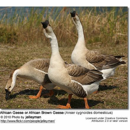 African Brown Goose African Birds, Selective Breeding, The Goose, Aquatic Animals, Travel Around The World, The Wild, Google Photos, Birds, Animals