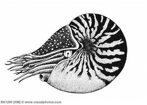 Nautilus Tattoo Design, Nautilus Shell Drawing, Nautilus Illustration, Nautilus Drawing, Nautilus Art, Traditional Mermaid Tattoos, Nautilus Tattoo, Vintage Tattoo Art, Shell Drawing