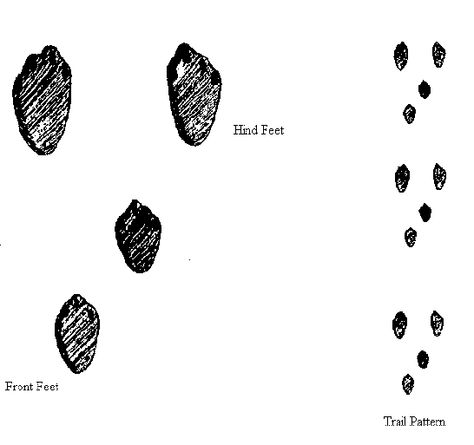 Animal Tracks - Black-tailed Jackrabbit (Lepus californicus) Track Tattoo, Rabbit Tracks, Animal Tracks, Jack Rabbit, Natural History, Rabbits, Track, Gif, Signs